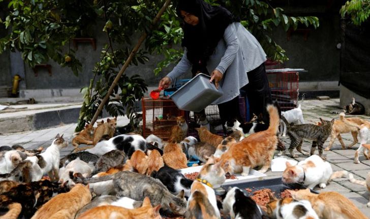 แม่บ้านอิเหนาจ่ายวันละ 1 ล้านรูเปียห์ เลี้ยงแมวจรจัด 250 ตัว