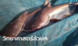 แปลกแต่จริง "ปลาสวายอุ้มบุญ" ออกลูกเป็นปลาบึก ครั้งแรกในประเทศไทย