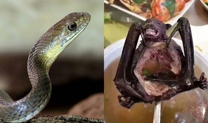 นักวิจัยคาด “ซุปค้างคาว-งู” ต้นทางไวรัสโคโรนาสายพันธุ์ใหม่