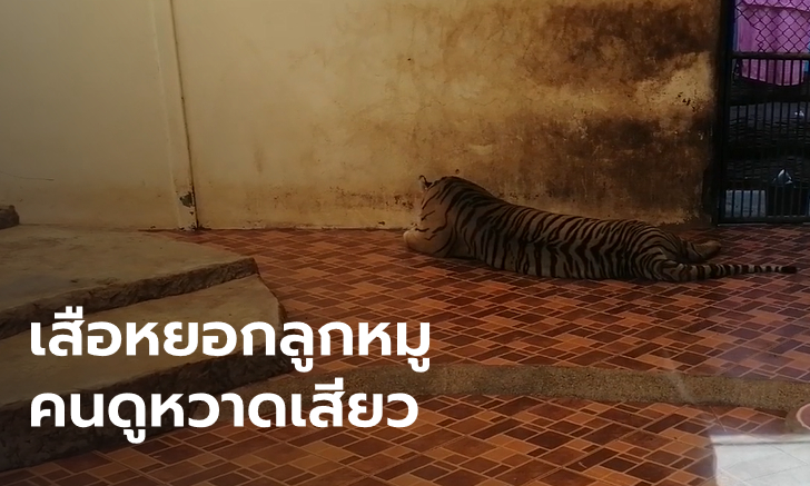 นักท่องเที่ยวสะดุ้ง สวนสัตว์ดังจัดโชว์ "เสือตะปบหมู" กรมอุทยานฯ ดูคลิปแล้วไม่ปลื้ม