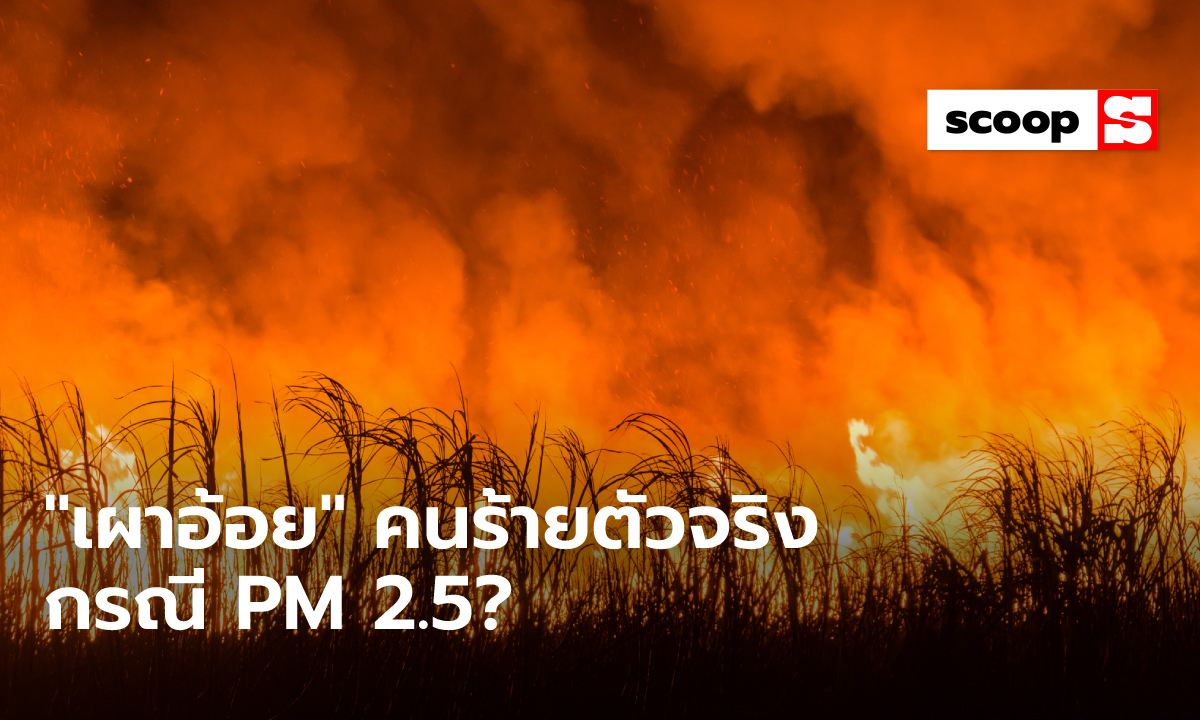 “การเผาอ้อย” คนร้ายตัวจริงหรือแพะรับบาปกรณี “PM 2.5”