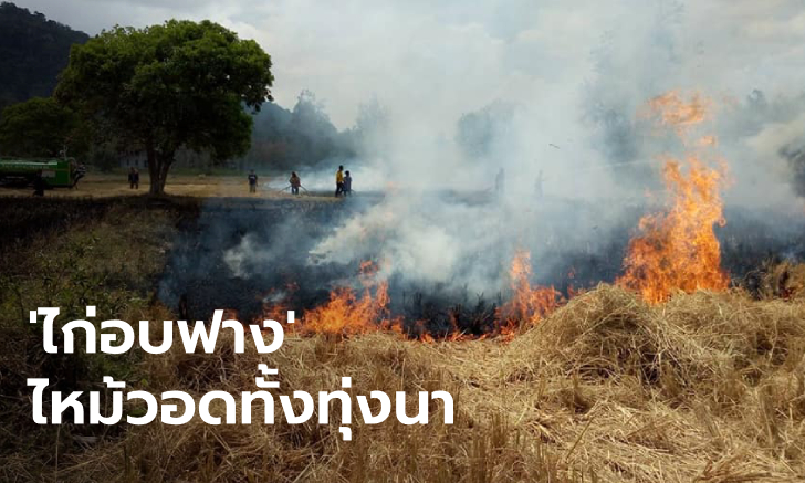 เด็กเอ๋ยเด็กน้อย ชวนกันทำไก่อบฟางกลางทุ่งนา พลาดไฟไหม้ตอซังข้าววอดกว่า 10 ไร่
