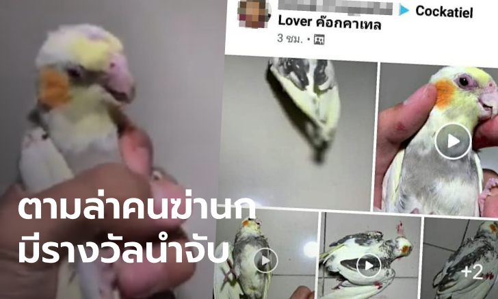 ชายใจอำมหิตฆ่า "นกแก้ว" บีบจนตายคามือ โพสต์อวดความเหี้ยมลงโซเชียล