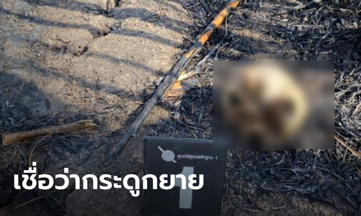 พบกะโหลก-กระดูกมนุษย์ในป่าอ้อย ญาติคาดเป็นของยายอายุ 64 ที่หายไป 2 เดือน