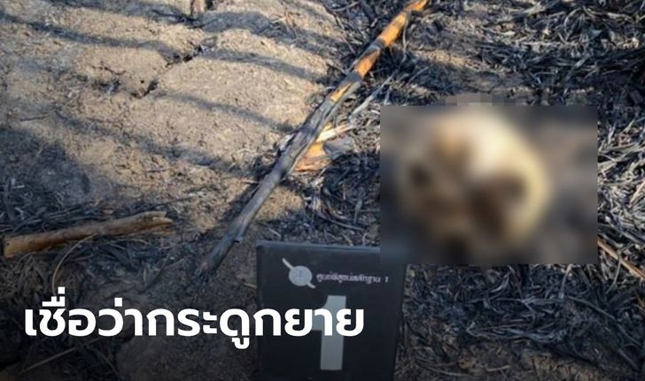 พบกะโหลก-กระดูกมนุษย์ในป่าอ้อย ญาติคาดเป็นของยายอายุ 64 ที่หายไป 2 เดือน