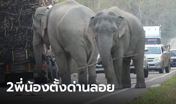 ช้างพี่สอนน้อง! เตือนคนใช้ทางหลวง 3076  ระวังช้างป่ารื้อค้นสิ่งของ
