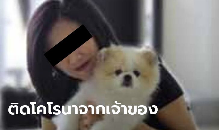 โควิด-19: พบสุนัขในฮ่องกง ติดไวรัสโคโรนาจากเจ้าของ