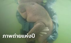 ภาพ "กอด" พะยูนมาเรียม พาไทยคว้าภาพถ่ายยอดเยี่ยมระดับโลก POY77
