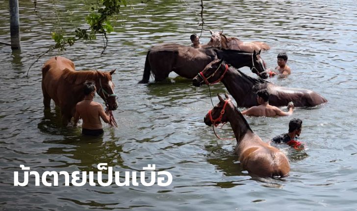 ม้าแข่ง 42 ตัว ตายเฉียบพลันไม่ทราบสาเหตุ ปศุสัตว์คาดป่วยโรคที่ไม่เคยเกิดในไทย