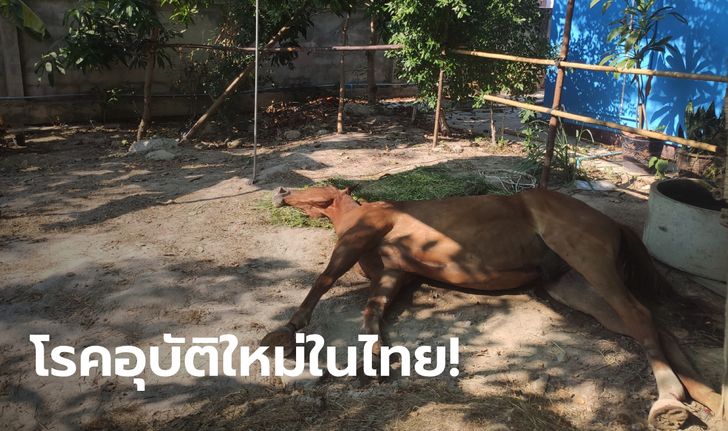 “กาฬโรคในม้า” คร่าชีวิตม้าชายหาดหัวหิน 10 ตัว ส่งตรวจเลือดม้ากลุ่มเสี่ยงอย่างเร่งด่วน