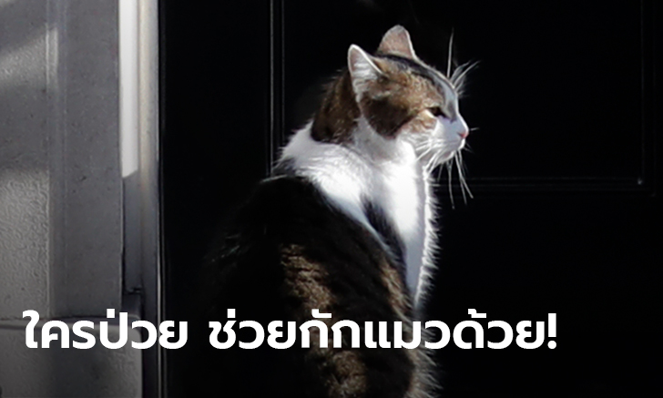 สัตวแพทย์เตือนเจ้าของแมว ไม่อยากแพร่โควิด-19 ให้กักสัตว์เลี้ยงไว้ในบ้านด้วย!