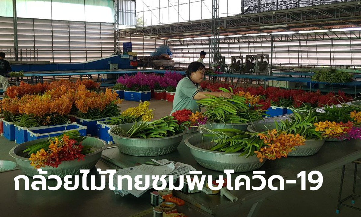 อุตสาหกรรมส่งออกกล้วยไม้วอนรัฐเยียวยาพิษโควิด-19 ทำระบบหยุดชะงัก รายได้เป็นศูนย์