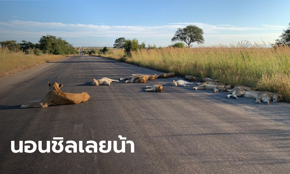 สิงโตออกจากป่านอนกลางวันบนถนน หลังแอฟริกาใต้ล็อกดาวน์ประเทศ 