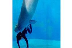 วาฬเผือกแสนรู้ ช่วยชีวิตนักดำน้ำจีนเป็นตะคริวฉับพลัน