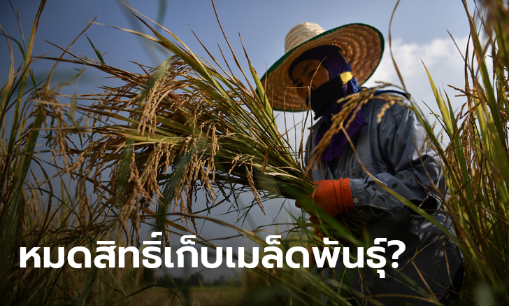 CPTPP ต้องจับตา! สะพัดรัฐบาลเตรียมเซ็นตกลง หวั่นห้ามเกษตรกรไทยเพาะเมล็ดพันธุ์เอง