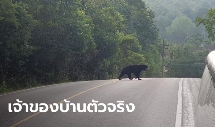 เปิดภาพ “เขาใหญ่” ในวันไม่มีใครมาเที่ยว สัตว์ป่าเดินเล่นสบายใจ