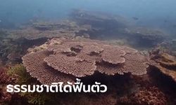เปิดภาพแนวปะการังใต้ท้องทะเลพังงา ในวันที่ "ตะกั่วป่า" ไร้นักท่องเที่ยวมาเยือน (คลิป)
