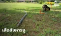 หมาจรฮีโร่ "เจ้าเสือ" สู้ฟัดกัดงูจงอางยาวเกือบ 3 เมตร ปกป้องคนให้ข้าวให้น้ำ