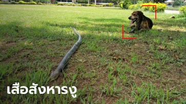 หมาจรฮีโร่ "เจ้าเสือ" สู้ฟัดกัดงูจงอางยาวเกือบ 3 เมตร ปกป้องคนให้ข้าวให้น้ำ