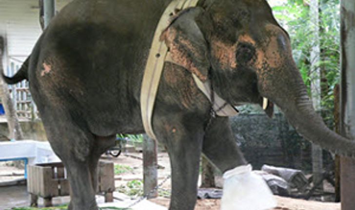 รพ.ช้างเตรียมสถานที่ทำขาเทียมให้พังโม่ตาลา