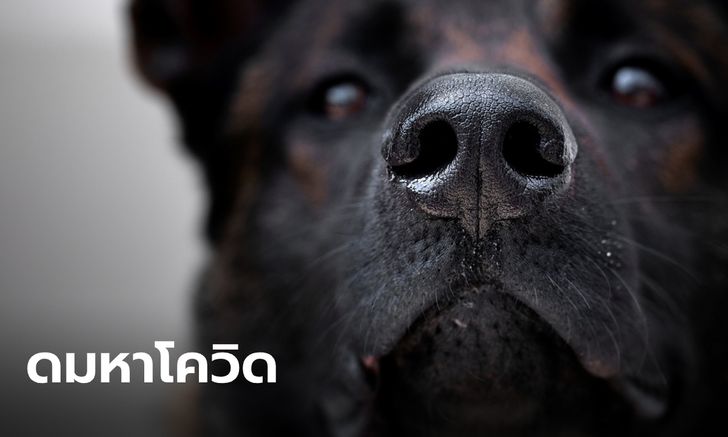 อังกฤษเตรียมทดลองฝึก "สุนัขดมกลิ่น" ช่วยตรวจหาโควิด-19