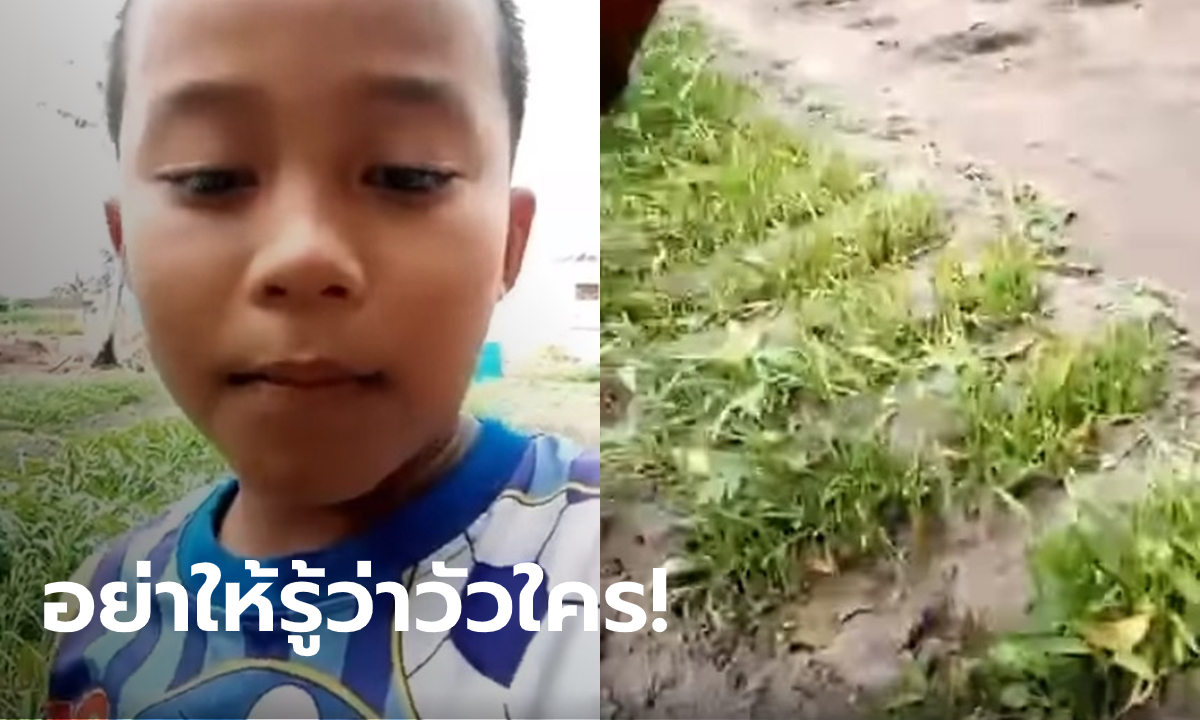 หนูน้อยแหลงใต้ระบายความอัดอั้น ถูกวัวย่องมากินผักบุ้งที่เตรียมจะเก็บขาย