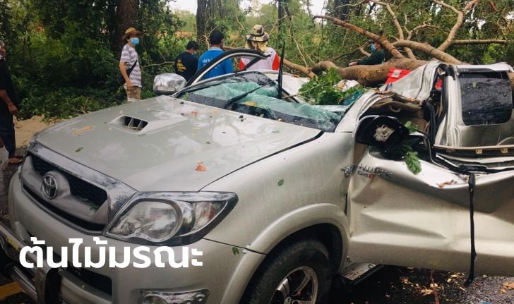 จังหวะนรก! พายุพัดต้นไม้โค่นทับรถ เมียตาย-ผัวสาหัส หมานั่งหงอยเฝ้าศพเจ้าของ