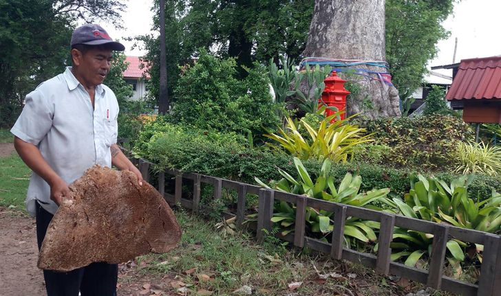 รังผึ้งหลวงถูกพายุพัดหล่นจากต้นยางนาอายุกว่า 250 ปี ชาวบ้านเชื่อมาให้โชคลาภ