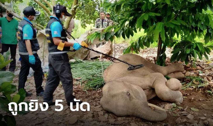 พบช้างป่ากุยบุรี ซูบผอมจนยืนไม่ไหว ช็อกซ้ำ ตรวจเจอรอยถูกยิง 5 นัด