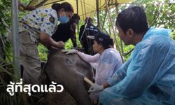 สุดยื้อ "น้องวังไทร" ช้างป่ากุยบุรี อาการดีขึ้นวันเดียว ก่อนทรุดหนักจนตาย