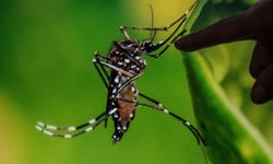 ไขข้อเท็จจริง "ยุง-แมลงวัน" แพร่เชื้อไวรัสโควิด-19 ได้หรือไม่?