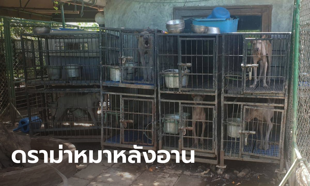 วอชด็อกช่วยหมาไทยหลังอาน 50 ตัว เฒ่าฝรั่งเพาะขาย ปล่อยอดอยากน่าเวทนา