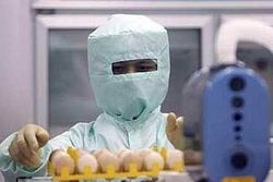 ผลิตไวรัสป้องหวัด09ในไข่ได้มากขึ้น