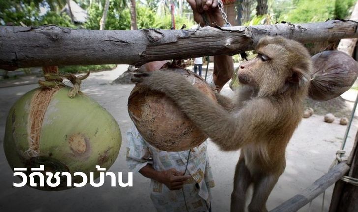 สั่งทูตพาณิชย์รีบแจง หลังต่างชาติแบนกะทิไทย ยันใช้ลิงเก็บมะพร้าวเป็นวิถีชาวบ้าน