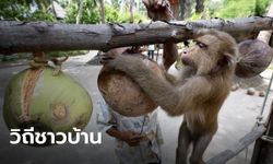สั่งทูตพาณิชย์รีบแจง หลังต่างชาติแบนกะทิไทย ยันใช้ลิงเก็บมะพร้าวเป็นวิถีชาวบ้าน