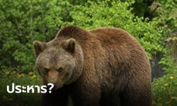 นักอนุรักษ์ลุกฮือ หลัง "หมีสีน้ำตาล" ถูกตัดสินประหารชีวิต ข้อหาทำร้ายนักเดินป่า