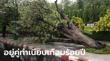 ลือสะพัดลางร้ายรัฐบาล ต้นมะขามยักษ์เก่าแก่คู่ทำเนียบล้มครืน