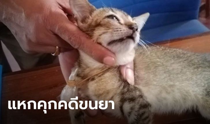 ศรีลังกาวุ่น ตามล่า "แมวเอเยนต์" ลอบขนยาเข้าคุกแล้วถูกจับได้ ล่าสุดแหกคุกหนีไปแล้ว