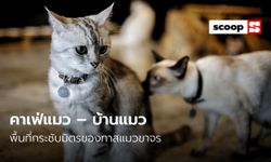 คาเฟ่แมว – บ้านแมว พื้นที่กระชับมิตรของทาสแมวขาจร