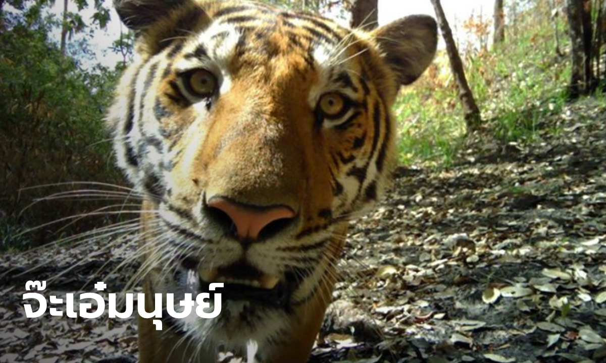 เปิดกล้องเจ้าหน้าที่ลาดตระเวนผู้ล่วงลับ พบภาพ "เสือโคร่ง" ตอกย้ำผลงานพิทักษ์ป่า