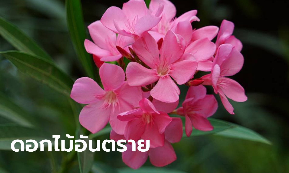 ไขข้อเท็จจริง "ดอกยี่โถ" รักษาโควิด-19 ได้จริงหรือ?