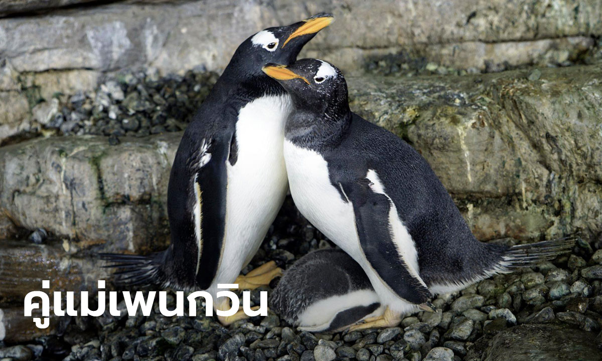 นกเพนกวินคู่รักเพศเดียวกัน สวนสัตว์น้ำสเปน กลายเป็นแม่แล้ว!