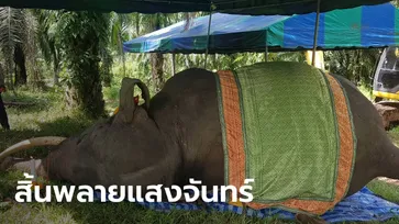 สิ้น "พลายแสงจันทร์" ช้างเหลนรุ่นสุดท้ายคุณพระเศวตฯ ลื่นล้มงาปักดิน คอหักเสียชีวิต