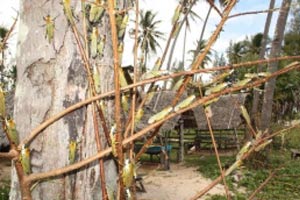 ตั๊กแตนผี นับแสนยุ่บยั่บหาดทุ่งวัวแล่น