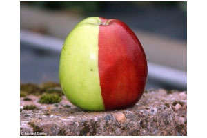 ฮือฮาแอปเปิ้ลฝั่งละสี แดง-เขียวในลูกเดียว