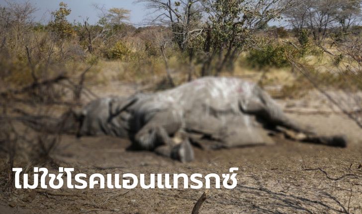 ช้างตายปริศนากว่า 300 ตัว ในบอตสวานา คาดแหล่งน้ำมีเชื้อ "ไซยาโนแบคทีเรีย"