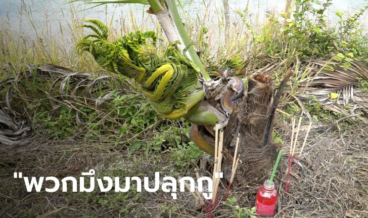 ชาวบ้านตะลึง "มะพร้าวพญานาค" เข้าสิงร่างทรง คอหวยใจกล้าถามหาเลขเด็ด