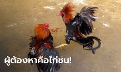 หัวหน้าตำรวจฟิลิปปินส์ถูกไก่ "ปาดเส้นเลือด" เสียชีวิต ขณะทลายสนามไก่ชน