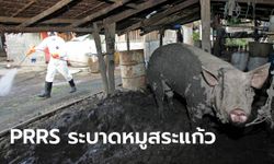 สระแก้วพบไวรัสเพิร์สแพร่หนักในหมู ปศุสัตว์ประกาศเขตโรคระบาด-ฝังกลบหลายร้อยตัว