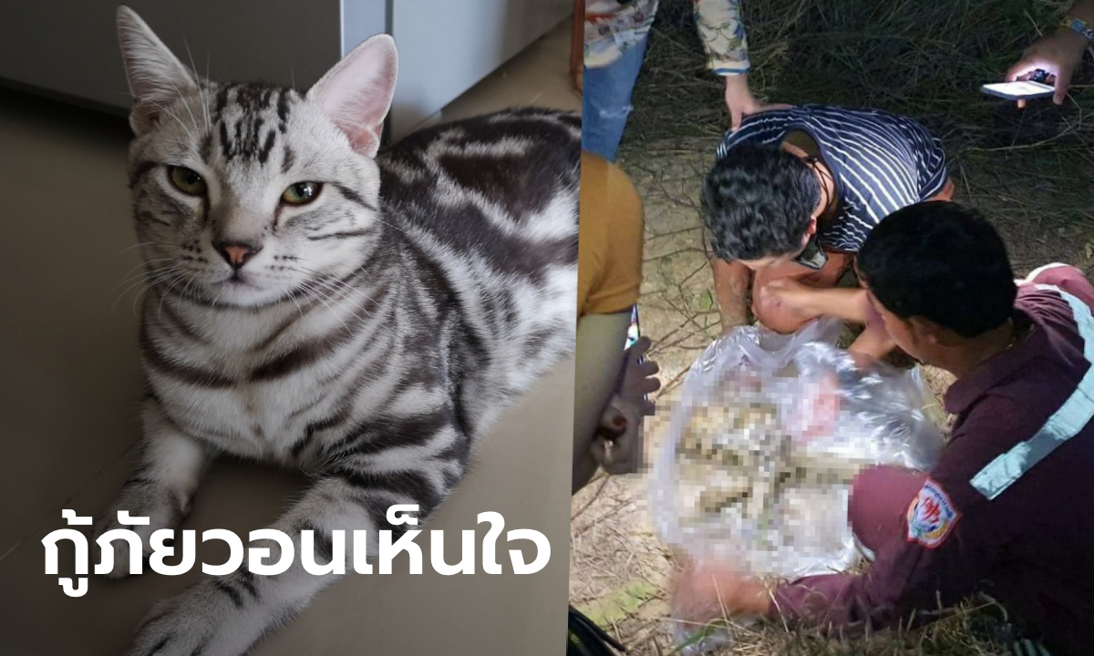 สั่งพักงานกู้ภัยจับแมว "เจ้าสัว" ปล่อยป่าจนตาย โอดโซเชียลไม่ฟังเหตุผล ด่าถึงพ่อแม่